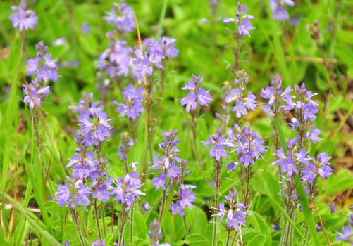 Common Speedwell (Veronica officinalis)