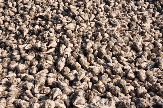 Sugar beets