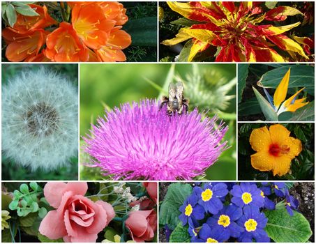 Colorful Flower Collage, great for cards ,posters,postcards,