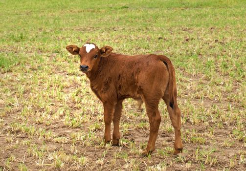 spring time young brown calf australian beef cattle