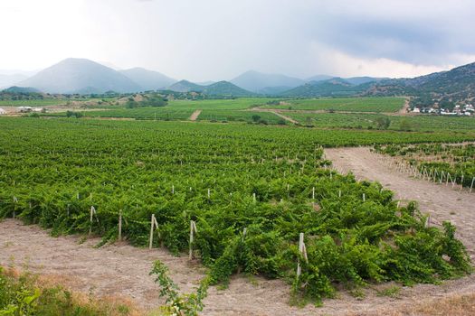 vineyards in the valley of the mountains in the background