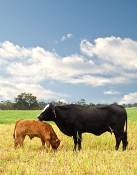 mother and baby cow Australian bred beef cattle on agricultural pasture