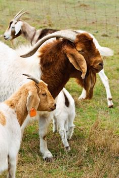 Billy goat with nanny goats - animal with horns
