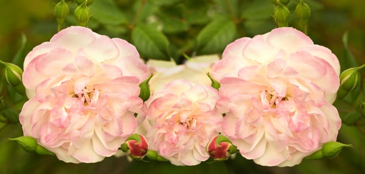 soft pink rose flowers blooming in spring 