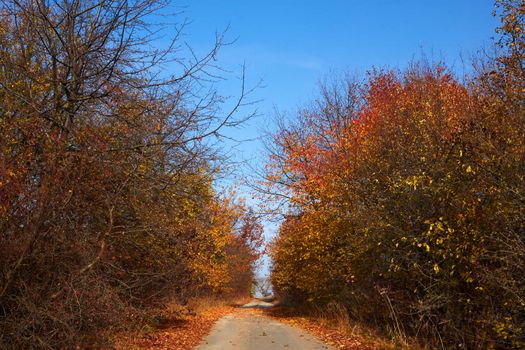 Trees in autumn beauty on both sides of rural roads