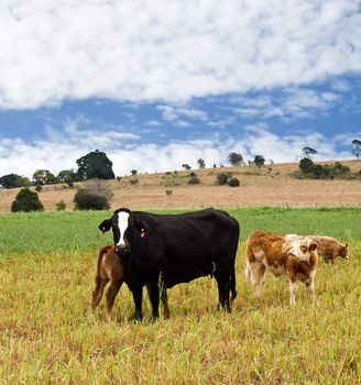 Australian rural scene with black cow, brown calves, blue sky and clouds 