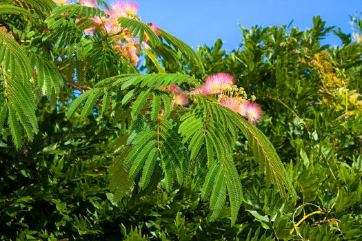 Rose acacia branch against the blue sky