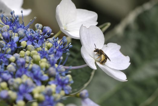 Bee with pollen in middle of a white flower and some green and purple buds