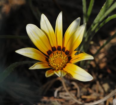 Big orange and yellow daisy with a blurred background