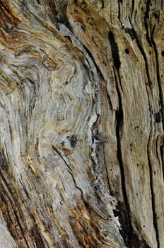 Texture of bark of an old trunc