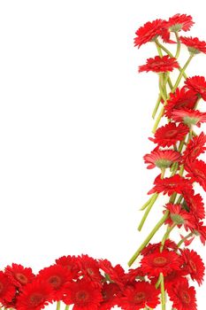 beautiful red Gerbera on background