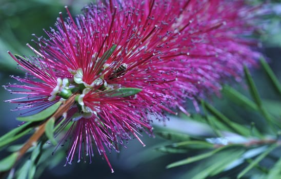 Pink flower with form like a feather duster with a blurred background