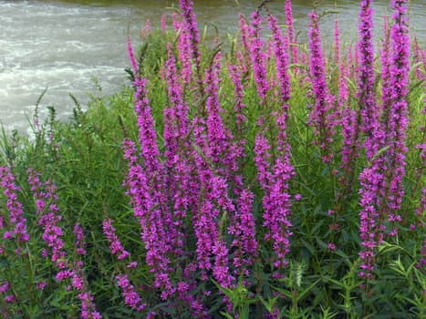 Lythrum salicaria flowers