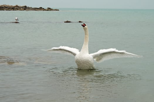 White swan spreading its wings. Shore of the Caspian Sea.