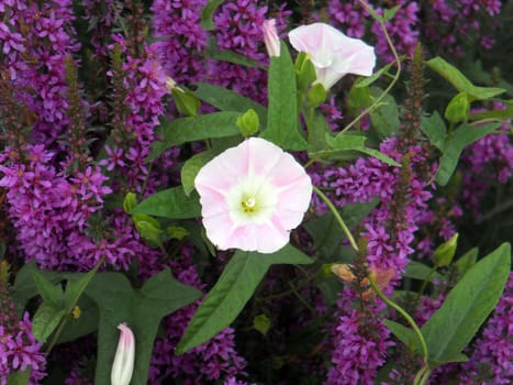 Calystegia hederacea and lythrum salicaria