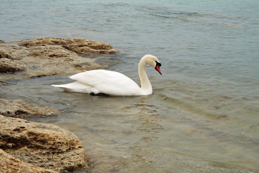 White swan swims near the shore. Caspian Sea.