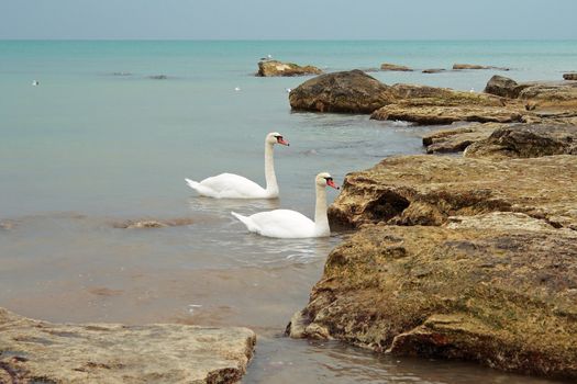 Two swans swimming near the shore. Caspian Sea.