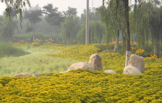 wild under the mist