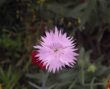 pink  dianthus chinensis