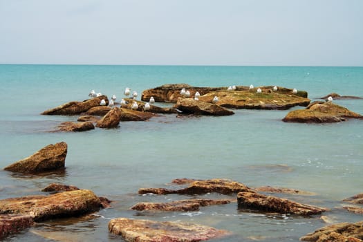 Sea gulls resting on the rocks in the sea. Caspian Sea.