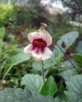 rehmanniae radix