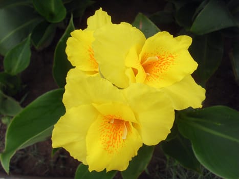 Yellow Canna