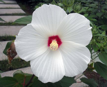 Okra flower