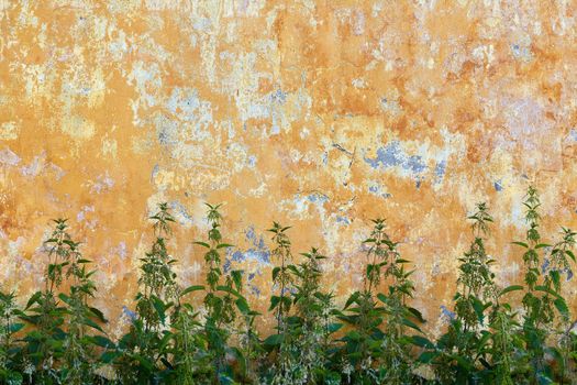 Nettle is growing at the foot of the old concrete wall - backdrop