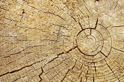 Photographic background - cut surface of wood log with cracks