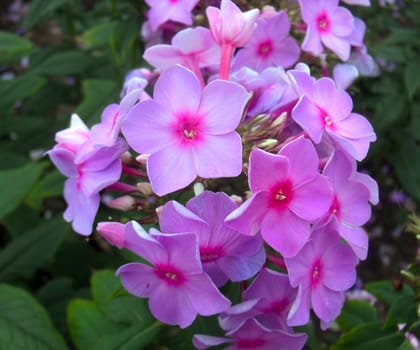 Phlox