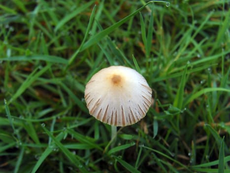 mushroom