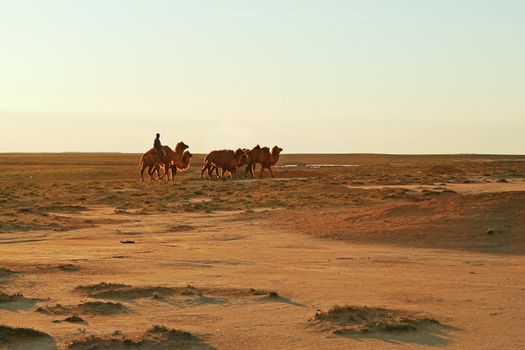 Camels are returned from the pasture at sunset.