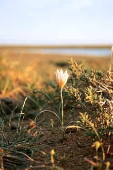 Steppe flower in a closeup. Month end of April, evening.