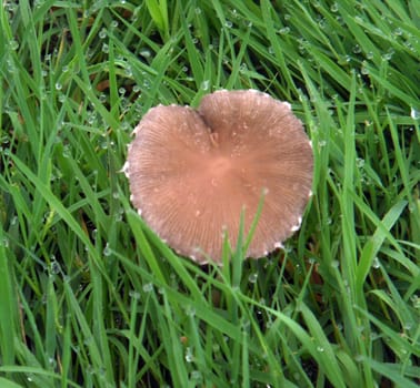 mushroom in grass