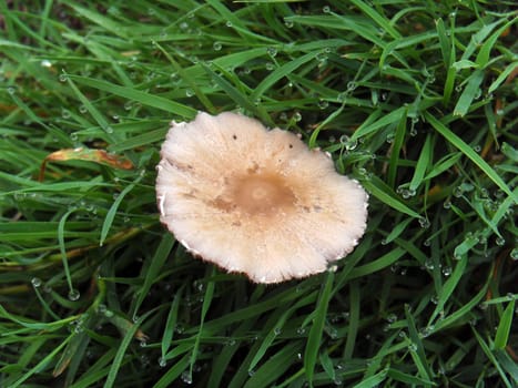 mushroom