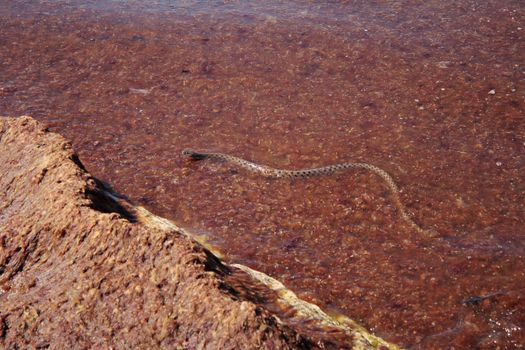 Yellow-bellied (Caspian) sea snake swims in the mud.