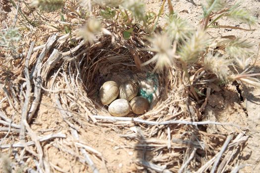 Bird's nest on the ground in the desert.