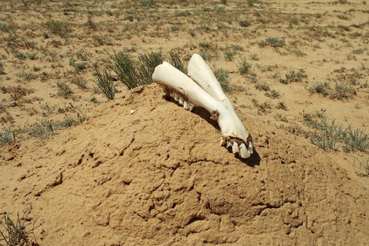 Camel jawbone lies on mound in the desert.