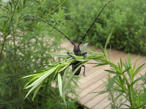 naughty longhorn beetle