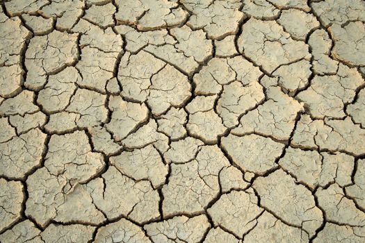 Cracks in the parched earth of the steppe.