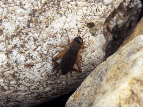 Cryllus testaceus wallker