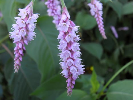red polygonum flower