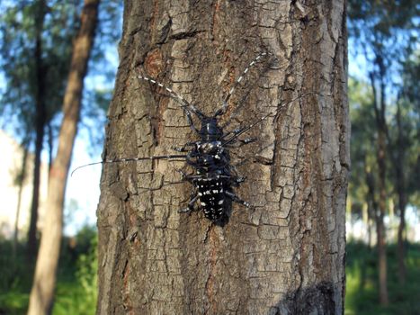 the beetles are mating