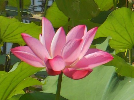 Lotus flower