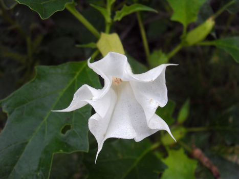 datura flower