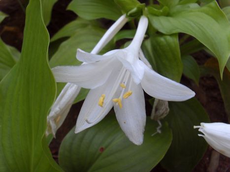 white Hosta plantaginea flower