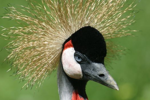 A portrait of an african crown bird.