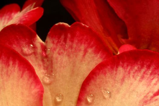 Primrose (Primula) macro