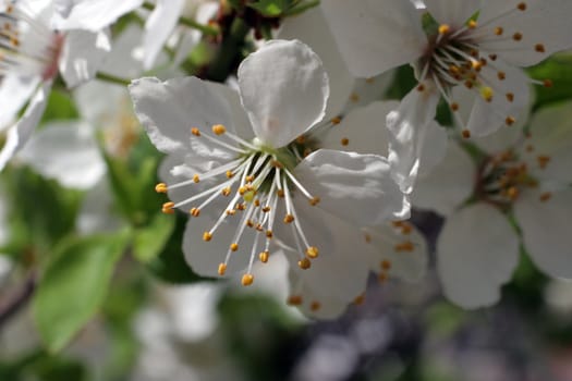 Close up of fruit flowers in the earliest springtime