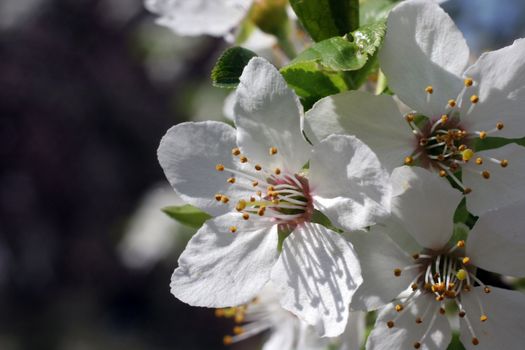 Close up of fruit flowers in the earliest springtime